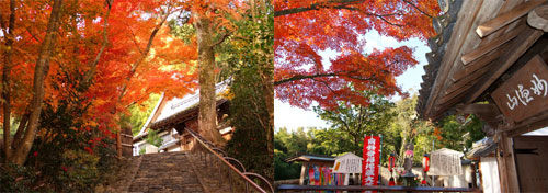京都鈴虫寺の縁結び効果は お願いの仕方やお礼の方法 ついてる話