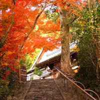 京都鈴虫寺の縁結び効果は お願いの仕方やお礼の方法 ついてる話