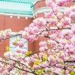 造幣局 桜の通り抜け 日程